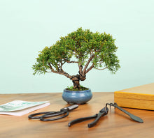 Load image into Gallery viewer, Wood Box 12PCS Heavy Duty Bonsai Tree Kit
