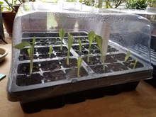 Load image into Gallery viewer, Soligt Strong Plant Seed Starting Trays with Humidity Domes