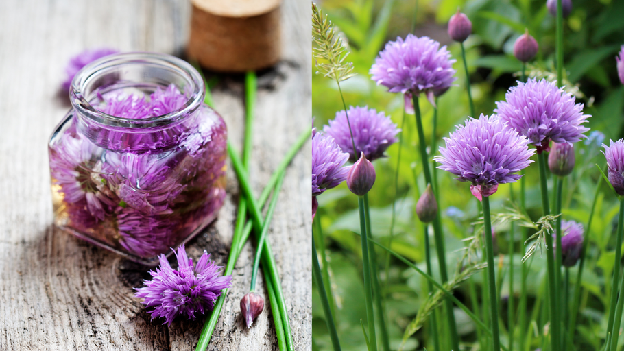 Make Your Own Pink Chive Blossom Vinegar