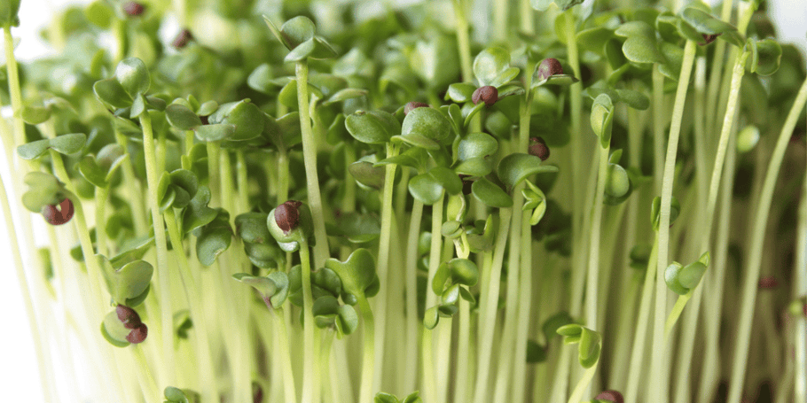 A Guide to Different Types of Sprouts And Their Benefits