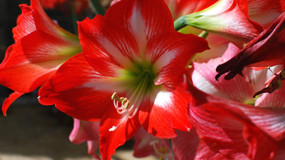 How to do with Amaryllis After Christmas