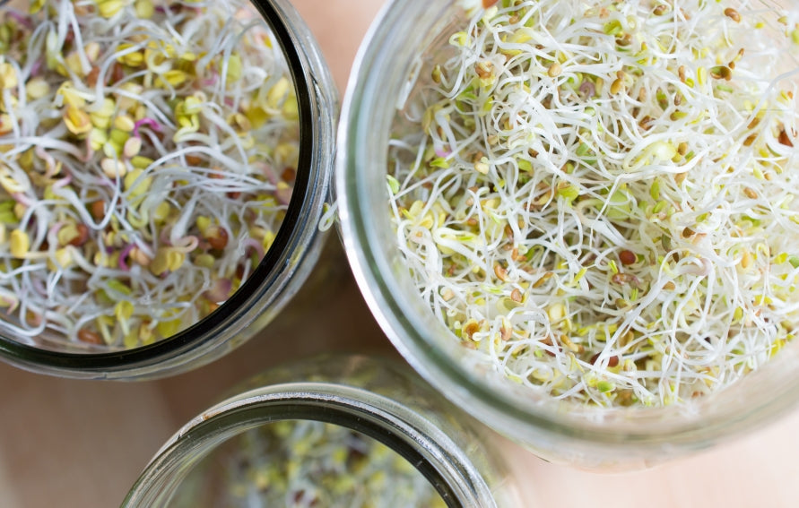 A Guide to Sprouting at Home(Step by Step)