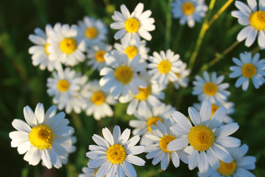 The Benefits of Using Chamomile Water with Young Seedlings