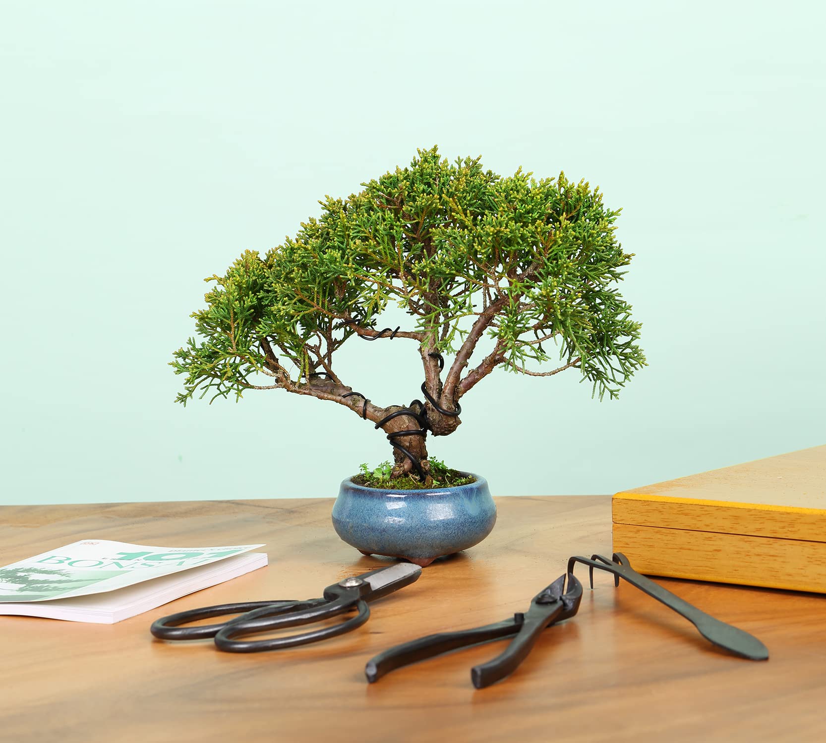 Wood Box 12PCS Heavy Duty Bonsai Tree Kit – soligtkitchen